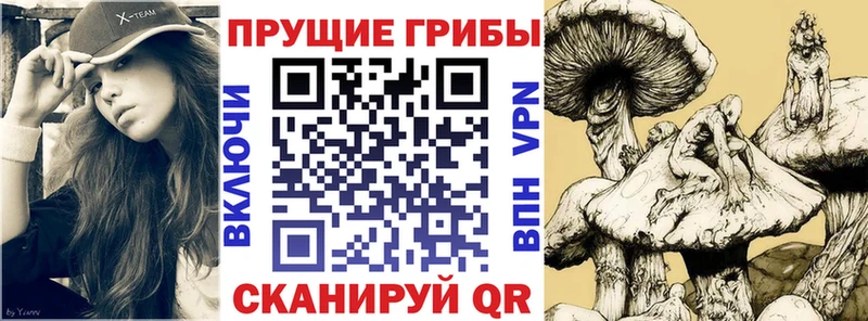 Псилоцибиновые грибы Psilocybine cubensis OMG ссылка Валуйки купить цена
